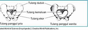 Hip Adalah Panggul